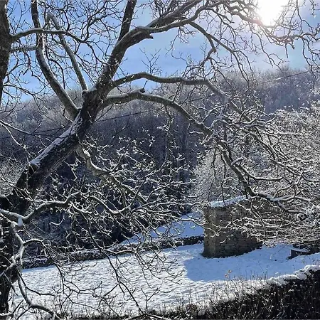The Walnut Tree